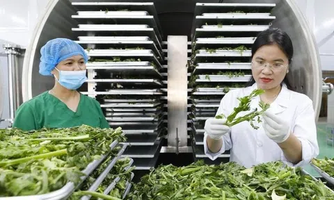 Xuất khẩu nông sản vào EU: Tăng cường tuân thủ quy định về an toàn thực phẩm với tiêu chuẩn ngày càng cao