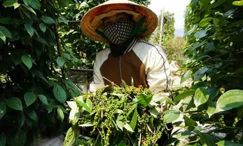 Xuất khẩu hồ tiêu thiết lập kỷ lục và những chuyển động hướng tới phát triển bền vững