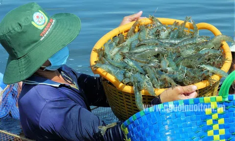 Xuất khẩu tôm 2025: Cần có thêm nhiều động lực để phát triển trước những biến động thị trường
