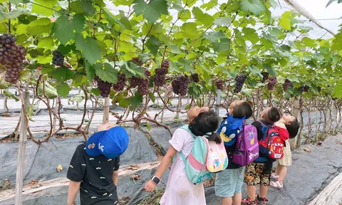 Hà Nội tạo điểm tựa nhằm chuyển dịch nông nghiệp theo hướng sản xuất tập trung, xanh và bền vững