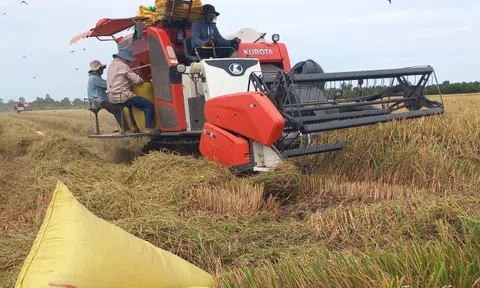 Giá lúa giảm mạnh trong thời điểm thu hoạch, nông dân ĐBSCL tìm giải pháp giảm chi phí, cơ cấu mùa vụ