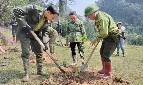 Bắc Kạn nỗ lực trồng mới 3.500ha rừng và đẩy mạnh liên kết sản xuất, tiêu thụ lâm sản