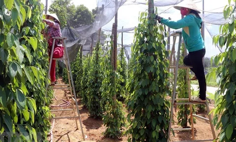 Hồ tiêu và gia vị Việt Nam cần có chiến lược sản xuất xanh và quản trị rủi ro hiệu quả để khẳng định vị thế
