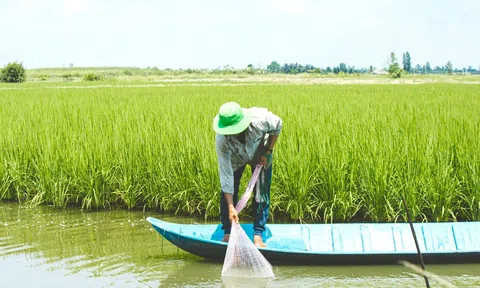 Vựa lúa Đồng bằng sông Cửu Long chủ động giữ nước ngọt phục vụ sản xuất tránh hiện tượng cạn kiệt cục bộ