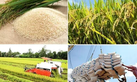 Hỗ trợ doanh nghiệp thu mua tạm trữ giúp điều tiết thị trường lúa gạo hiện nay