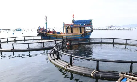 Đề án phát triển nuôi biển công nghệ cao góp phần bảo vệ môi trường biển, hướng tới phát triển kinh tế biển bền vững