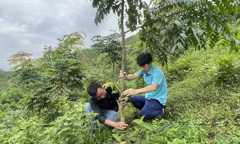 Ngành lâm nghiệp tìm động lực vượt 'vùng an toàn' hướng tới bứt phá tăng trưởng hai con số