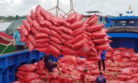 Ngăn chặn cạnh tranh không lành mạnh và tìm giải pháp phát triển bền vững ngành lúa gạo trong tương lai