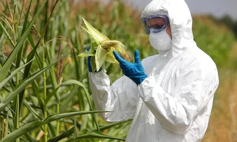 Giá lương thực thế giới tăng mạnh do "cơn sốt" đường, sữa và dầu thực vật