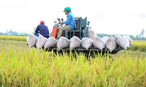 Ngành lúa gạo Việt Nam vững tin trước áp lực từ thị trường toàn cầu nhờ lộ trình chuyển đổi bền vững