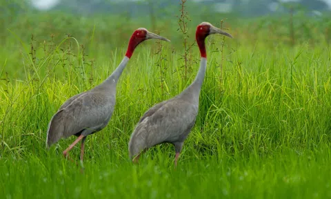 Trồng lúa gọi sếu về - mô hình nông nghiệp sinh thái độc đáo ở Đồng Tháp