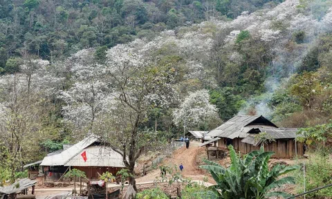 Rừng ban cổ thụ ở Điện Biên thành quả từ giữ rừng kiến tạo cảnh quan kỳ vỹ