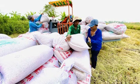 Lúa gạo Việt cần giải pháp bền vững từ chuỗi liên kết sản xuất, tiêu thụ để chủ động chiếm lĩnh thị trường
