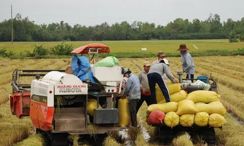 Giá lúa gạo đã tăng trở lại, nông dân vẫn thấp thỏm chờ giải pháp xuất khẩu gạo bền vững