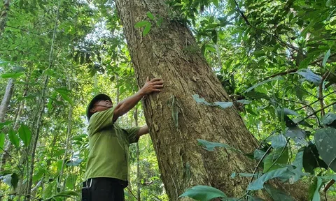 Rừng gỗ lớn mở tư duy phát triển lâm nghiệp bền vững nâng tầm giá trị lâm sản