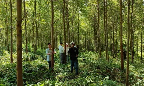 Trồng keo cần giải pháp cân bằng giữa lợi ích kinh tế và bảo vệ hệ sinh thái rừng bản địa