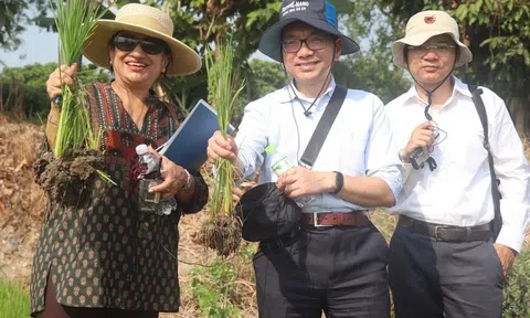 Ngân hàng Thế giới cam kết tiếp tục hỗ trợ không hoàn lại Đề án 1 triệu ha lúa chất lượng cao