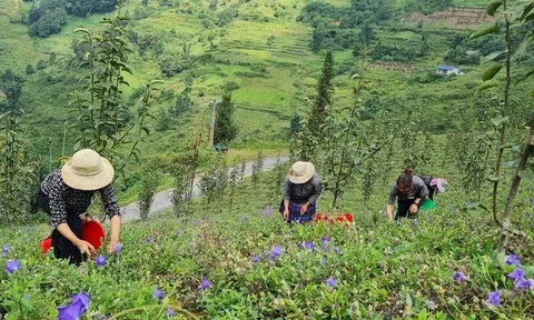 Lào Cai phát triển vùng dược liệu gắn với du lịch và thu hút doanh nghiệp đầu tư bền vững