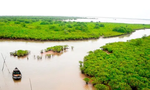 Bảo vệ rừng ngập mặn, Nam Định sở hữu nguồn tài nguyên thiên nhiên phong phú và tạo sinh kế bền vững cho người dân