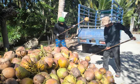 Giá dừa khô tăng kỷ lục gần 200 nghìn đồng/chục, thương lái vào tận xóm ấp lùng mua