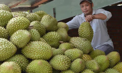 Giá sầu riêng tăng gấp đôi so với đầu năm, nhà vườn Tiền Giang thu lãi tiền tỷ