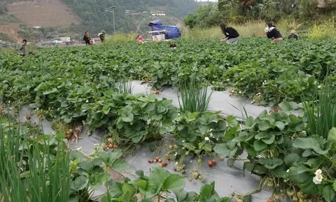 Sắc đỏ căng mọng của trái dâu tây trên ruộng bậc thang tạo sức hút đến vùng cao Mù Cang Chải