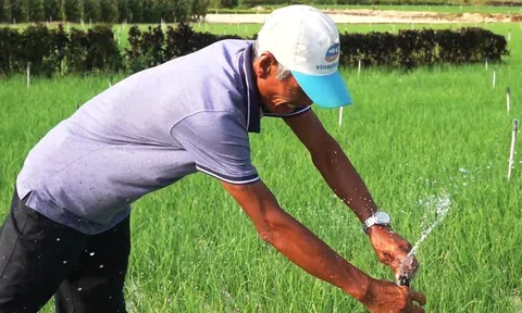 Nông dân đảo Lý Sơn 'giải cơn khát' cho cây tỏi đặc sản nhờ công nghệ tưới tiết kiệm