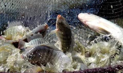 Đột phá từ sản xuất cá rô phi, đa dạng hóa sản phẩm trong chiến lược phát triển thủy sản bền vững