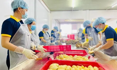 Sầu riêng tươi gặp khó, doanh nghiệp tìm cơ hội bứt phá xuất khẩu sầu riêng đông lạnh