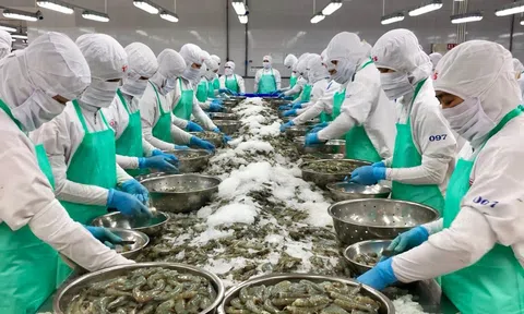 Tận dụng 'thời gian vàng' chính sách thuế, doanh nghiệp Mỹ đẩy mạnh gom hàng, xuất khẩu tôm tăng mạnh