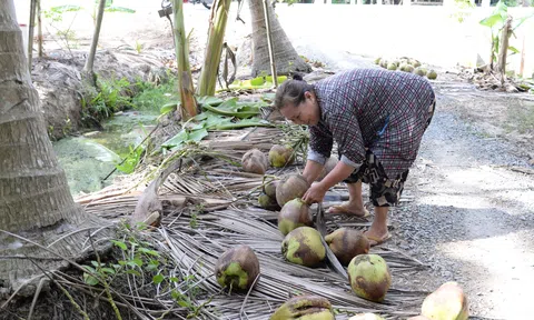 Thời tiết nắng nóng, giá dừa tăng cao kỷ lục, nhà vườn Tiền Giang thu lãi khủng