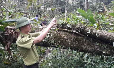 Lào Cai quyết liệt bảo vệ rừng, chặn nguy cơ cháy từ cửa rừng