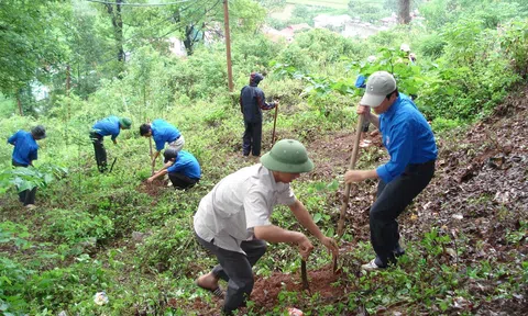 Đề xuất bổ sung điều khoản về thủ tục giao đất không thu tiền đồng thời với giao rừng