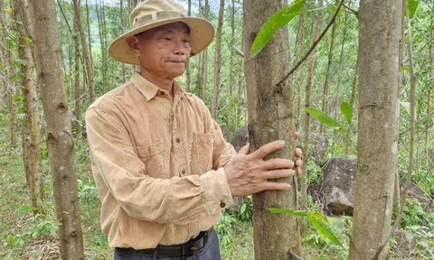 Khuyến khích trồng rừng gỗ lớn, mở lối tư duy làm giàu bền vững giữa màu xanh đại ngàn