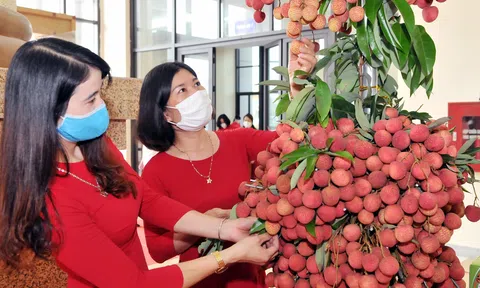 Vải thiều 2025 trúng mùa, chủ động các phương án tiêu thụ sản lượng khoảng 303.000 tấn
