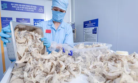 Tổ yến thô được xuất khẩu chính ngạch sang Trung Quốc, cơ hội bứt phá cho doanh nghiệp và người nuôi yến