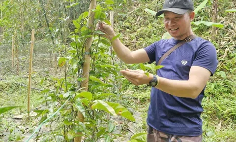 Phát triển cây dược liệu dưới tán rừng cần gắn kết chặt chẽ giữa bảo vệ rừng và sinh kế bền vững