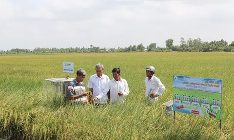 Liên kết chuỗi giá trị mở cánh cửa ngành lúa gạo gia nhập thị trường tín chỉ carbon