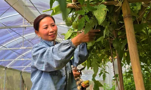 Nữ nông dân biến hệ thống nhà lưới bị bỏ hoang thành trang trại cà chua múi
