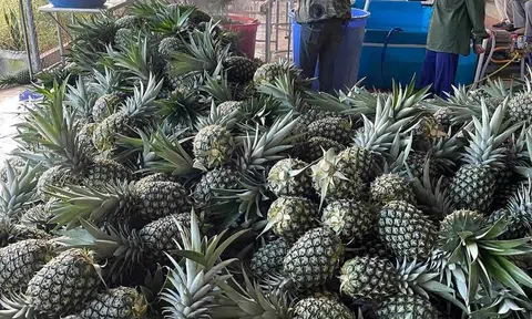 Trồng dứa theo tiêu chuẩn Global GAP mỗi vụ thu gần 1 tỷ đồng/ha từ xuất khẩu