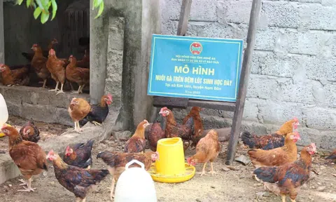 Gà khoẻ mạnh, lớn nhanh, đẻ trứng sòn sòn nhờ nuôi trên đệm lót sinh học