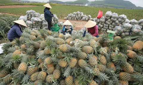 Dứa được mùa, giá tăng cao, nông dân Nghệ An phấn khởi vì bội thu