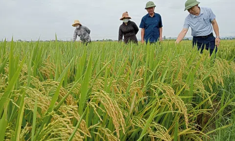 Nghệ An tăng cường công tác chỉ đạo sản xuất vụ Hè Thu- Mùa 2025