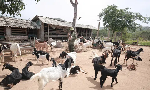 Giá dê tăng cao kỷ lục, người chăn nuôi phấn khởi vì "thắng lớn"