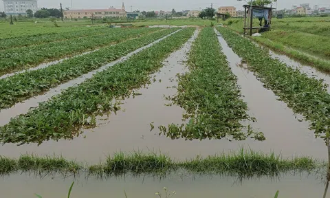 Hàng chục ha dưa hấu gần thu hoạch có nguy cơ mất trắng sau trận mưa lớn