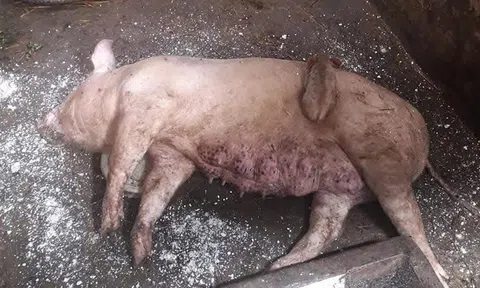13 huyện, thị xã, thành phố ở Nghệ An ghi nhận dịch tả lợn châu Phi