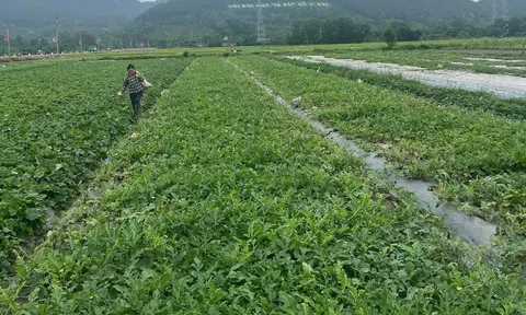 Nông dân Nghệ An thắng lớn nhờ trồng dưa gối vụ trên bãi bồi ven sông