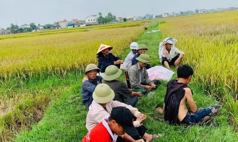 Lúa được mùa nhờ tuân thủ thời vụ, nông dân Nghệ An phấn khởi thu hoạch