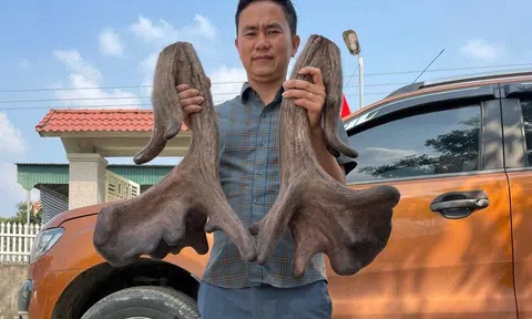 Thanh niên mỗi năm thu nhập hàng tỷ đồng nhờ nuôi nai cho cặp nhung “siêu khủng”