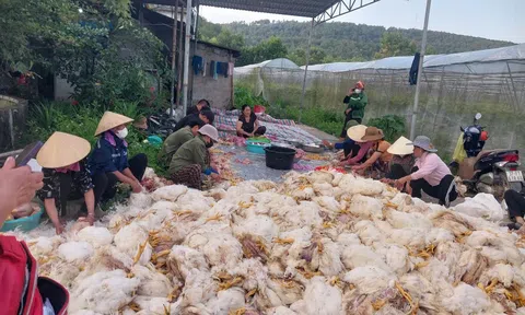 Sự cố chập điện khiến hơn 10.000 con gà chết, chủ trang trại trắng tay